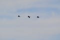Three Sandhill Cranes (Antigone canadensis) flying in a row at Tiny Marsh