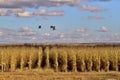 Three sandhill cranes in flight over rows of cornstalks