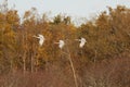 Three Sandhill Cranes in flight in front of brown trees