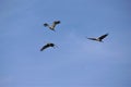 Three Sandhill cranes flying