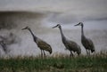 Three Sandhill Cranes looking for food on a foggy day.