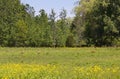 Three Sandhill Cranes Strolling In Sunny Field