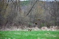 Three Sandhill Cranes Taking Off in Flight