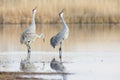 Three sandhill cranes vocalizing to other cranes Royalty Free Stock Photo