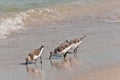 Three sanding, seabirds, feeding on small clams, on the shoreline of a sandy beach