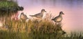 The Three Sandpipers piping