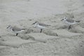Three sandpipers standing in a row on sand Royalty Free Stock Photo