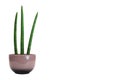 Three Sansevieria cylindrica plants in a ceramic flower pot isolated Royalty Free Stock Photo
