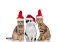 Three santa cats sitting on white background Royalty Free Stock Photo