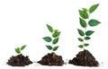 Three saplings on white background Royalty Free Stock Photo