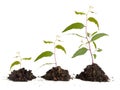 Saplings on white background Royalty Free Stock Photo
