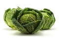 Fresh Savoy cabbage isolated on white