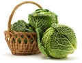 Fresh Savoy cabbage isolated on white