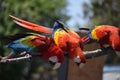 Three Scarlet Macaws Dancing on a Branch Royalty Free Stock Photo