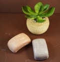 Two scented soap bars from Provence and a succulent Royalty Free Stock Photo