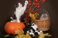 Three Scottish cat with pumpkin . Royalty Free Stock Photo