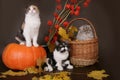Three Scottish cat with pumpkin . Royalty Free Stock Photo