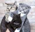Three Scottish kittens brown, blue and tiger in their hands on the background of the wall Royalty Free Stock Photo