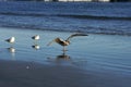 Three sea gulls Royalty Free Stock Photo