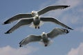 Three sea gulls
