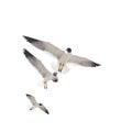 Three Sea Gulls on White Royalty Free Stock Photo