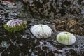 Three sea hedgehogs who are laid out in a row on a stone