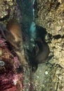 Sea Lion Trio