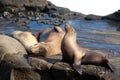 Three sea lions, Otariinae, sunbathing and napping on a rocky outcropping at Children`s Beach in California