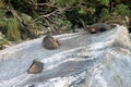 Three Sea lions resting in a rock in milford sound