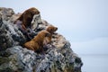 Three sea lions on a rocky island surrounded by the sea