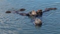 Three sea otters feeding in coastal Alaska USA