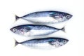 Three sea sardines on white background, sea food cooking top view photo. Fresh marine fish catch. Healthy nutrition Royalty Free Stock Photo