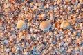 Three sea shells on the background Royalty Free Stock Photo