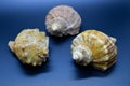 Three sea shells on a blue background Royalty Free Stock Photo