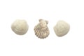 Three sea shells isolated on white background Royalty Free Stock Photo