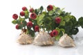 Three sea shells with red berries Royalty Free Stock Photo