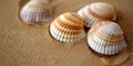 Three sea shells on a sandy beach Royalty Free Stock Photo