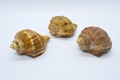 Three sea shells on a white background Royalty Free Stock Photo