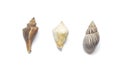 Three sea snells isolated on white background Royalty Free Stock Photo