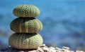 Three sea urchins Royalty Free Stock Photo