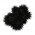 Three sea urchins (class Echinoidea) with long, sharp, black spines are clustered Royalty Free Stock Photo