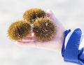 Three sea urchins on hand in the winter.