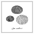 Three Sea Urchins. Seashell. Black and white square card. Hand-drawn collection of greeting cards. Vector illustration.
