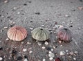 Three sea urchins shells close up on wet sand beach.