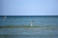 Three seagull birds fly low over a calm sea against the sky Royalty Free Stock Photo