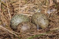 Three seagull eggs in a nest