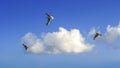 Three Seagull on the front blue sky Royalty Free Stock Photo