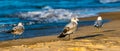 Three Seagulls on the Beach at Lake Michigan In Michigan City Indiana during the Summer sun