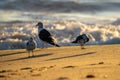 Three Seagulls on the beach.