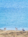 Three seagulls on beach near the sea Royalty Free Stock Photo